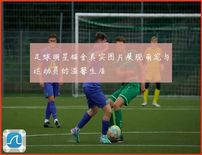 足球明星猫舍真实图片展现萌宠与运动员的温馨生活